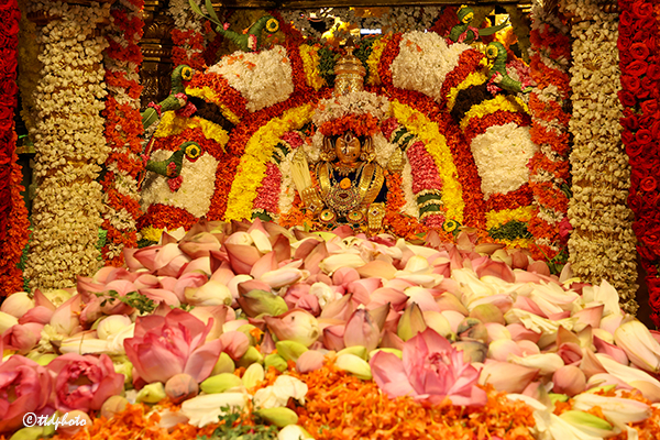 శోభాయమానంగా శ్రీ పద్మావతి అమ్మవారి పుష్పయాగం