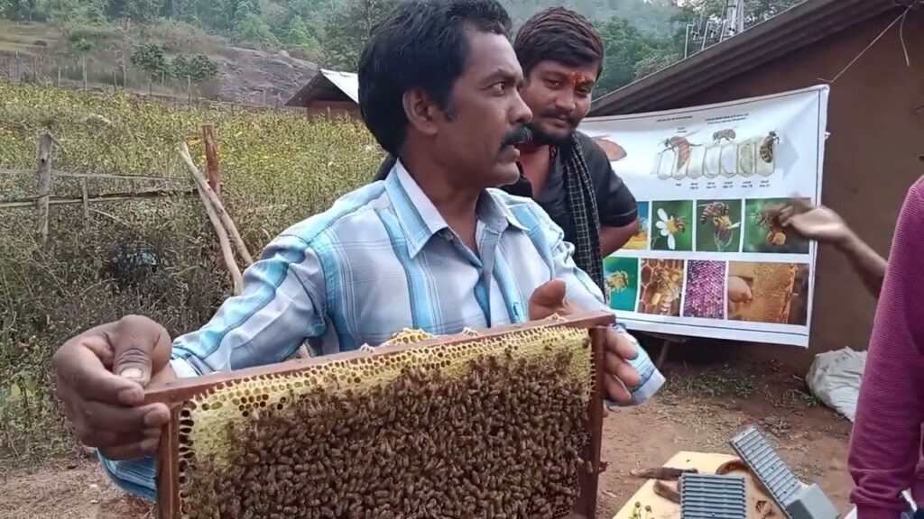 hellotellugu-HoneyBeeHarvesting