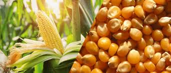 సాగు కోసం నాణ్య‌మైన విత్త‌నాల స‌ర‌ఫ‌రా