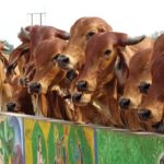 తిరుమ‌ల‌లో 450 దేశీయ గోవులకు ఆరోగ్య పరీక్షలు