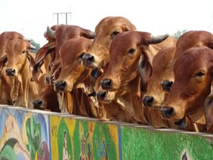 తిరుమ‌ల‌లో 450 దేశీయ గోవులకు ఆరోగ్య పరీక్షలు