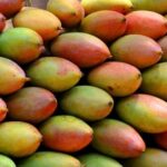 తోతాపురి మామిడి రైతుల ఖాతాల్లో రూ. 190 కోట్లు