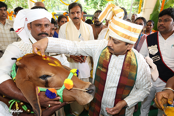 టీటీడీ గోశాలలో వైభవంగా గోకులాష్టమి గోపూజ